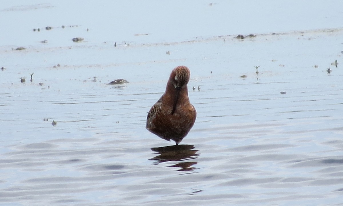 Curlew Sandpiper - ML412932401