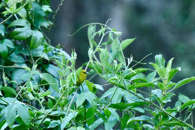 Hawaii Amakihi - ML412934181