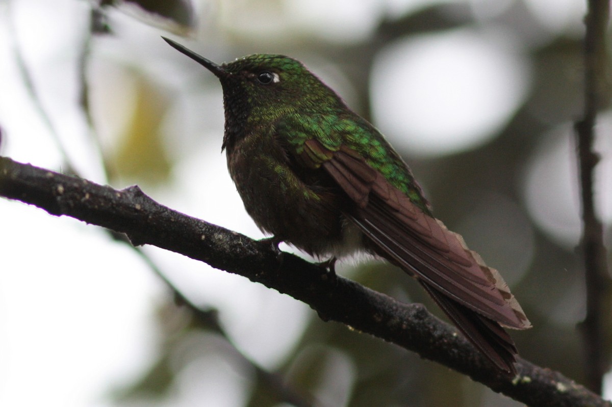 Buff-thighed Puffleg - Richard Dunn