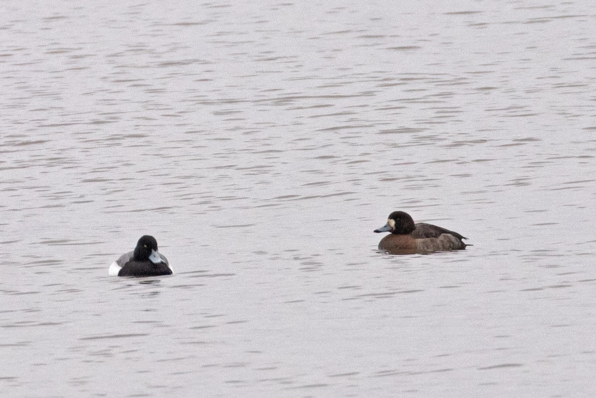 Greater Scaup - ML412936201