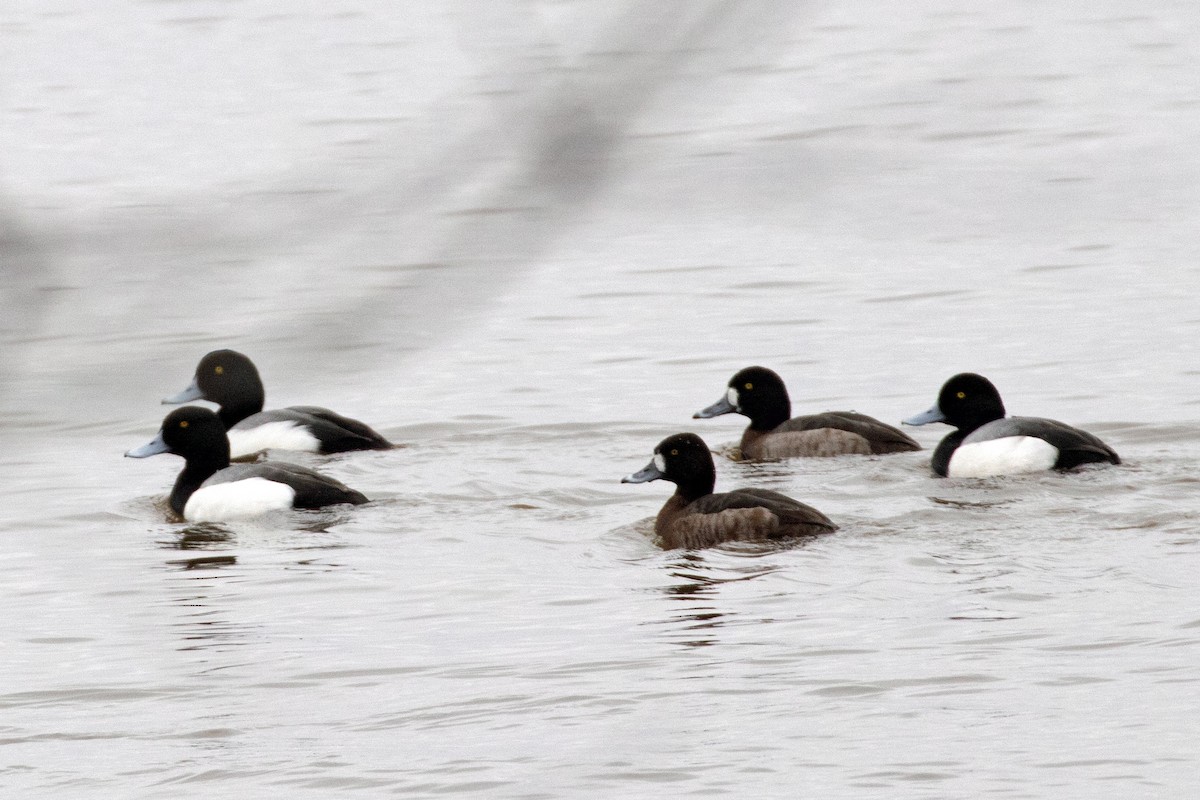 Greater Scaup - ML412936211