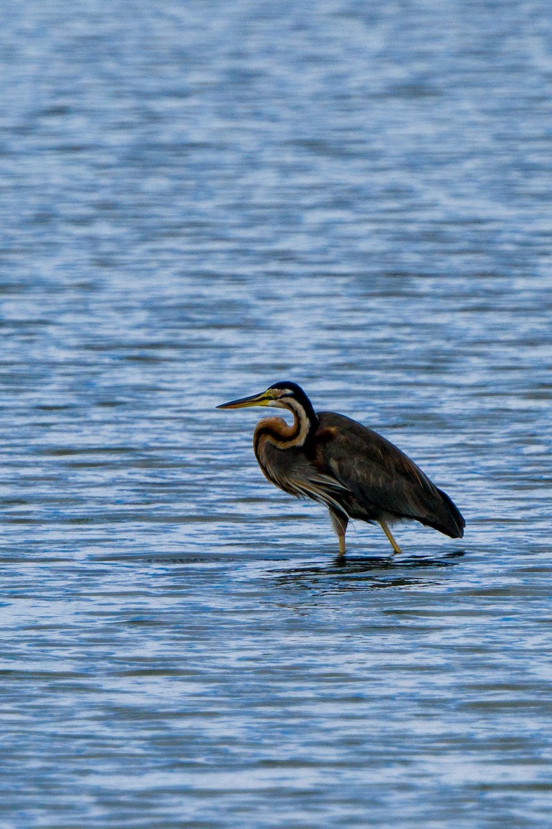 volavka červená - ML412936621