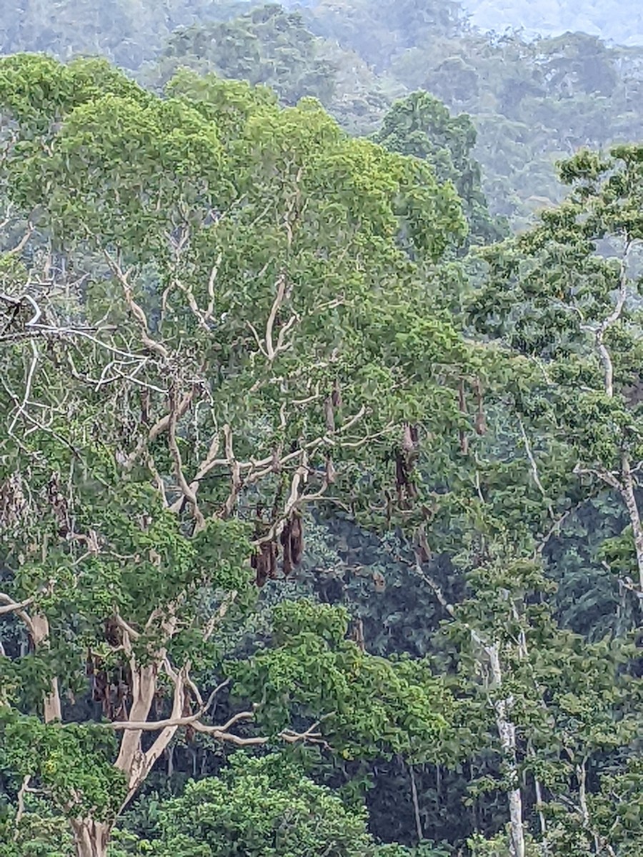 Montezuma Oropendola - ML412937771