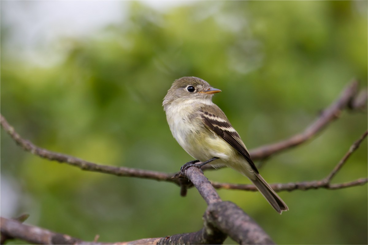 Least Flycatcher - ML412938031