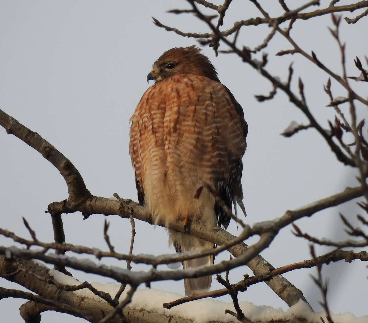 Red-shouldered Hawk - Jay Solanki