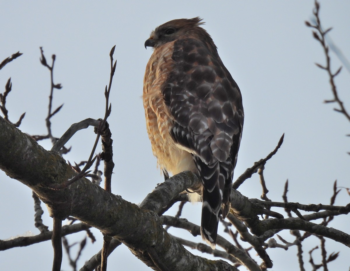 Red-shouldered Hawk - Jay Solanki