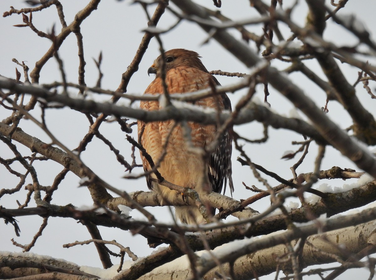 Red-shouldered Hawk - Jay Solanki