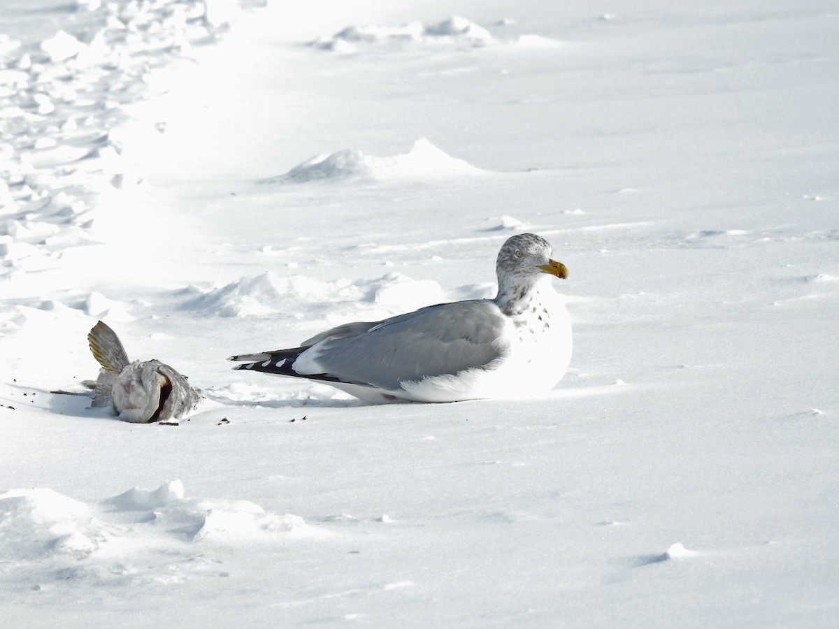 Herring Gull - Benoît Turgeon