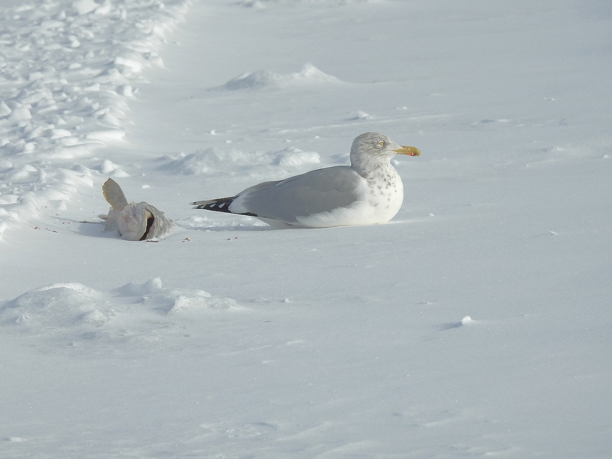 Herring Gull - ML412940141