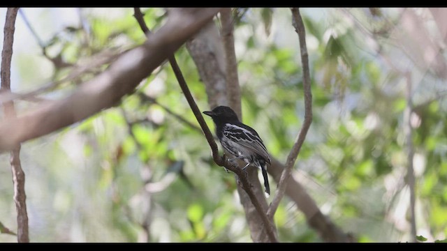 Black-backed Antshrike - ML412940591