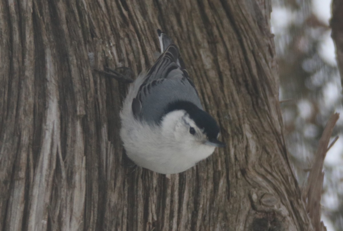 White-breasted Nuthatch - ML412941221