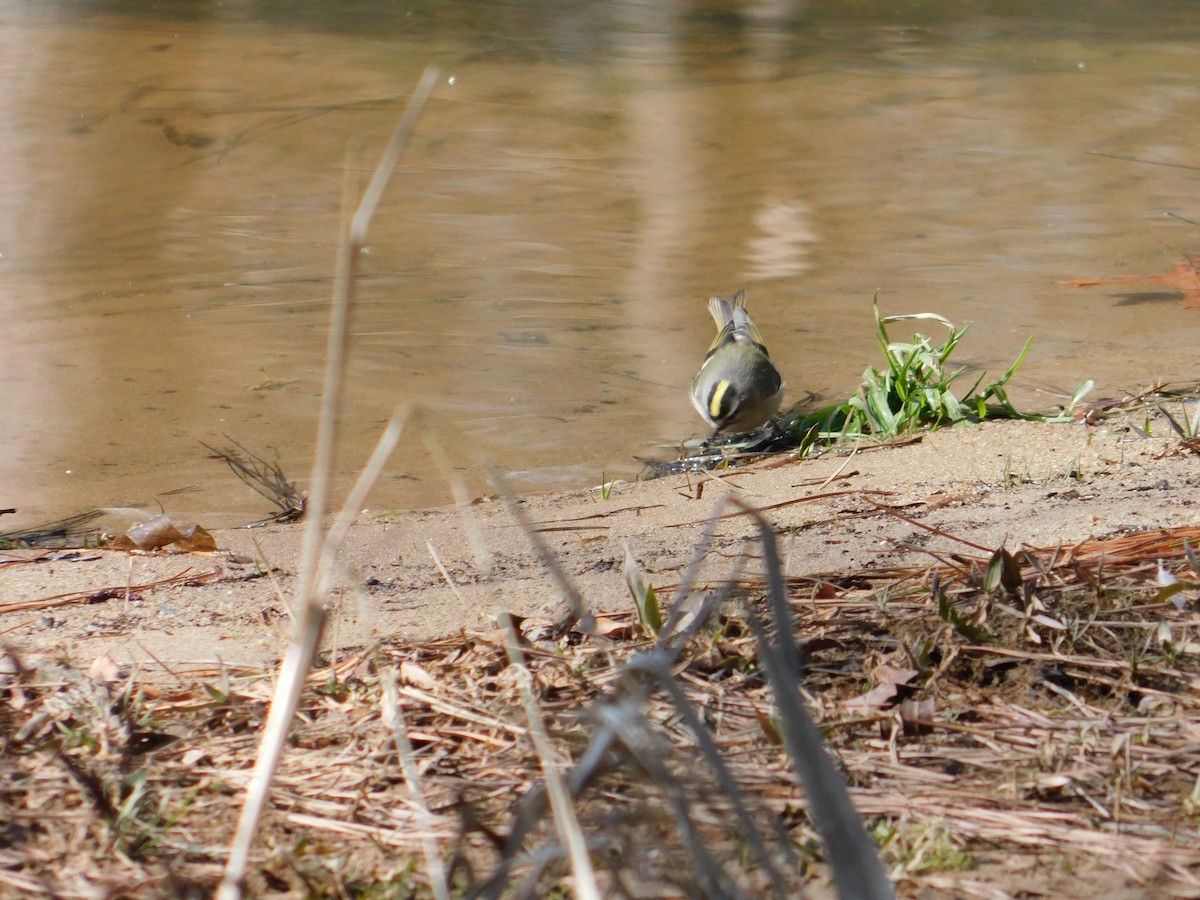 Golden-crowned Kinglet - ML412944191