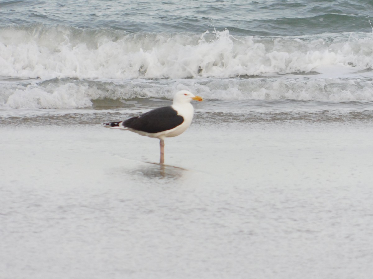 Great Black-backed Gull - John Gibbs