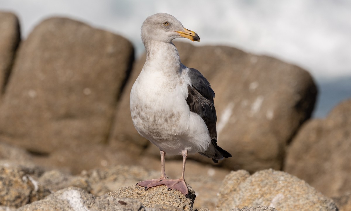 Western Gull - Paul Fenwick