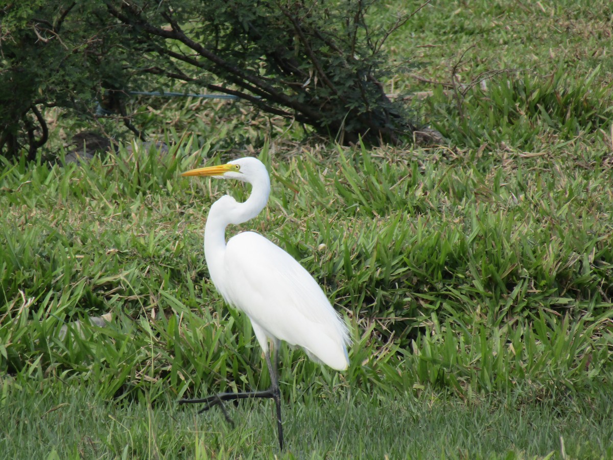 Great Egret - ML412948431