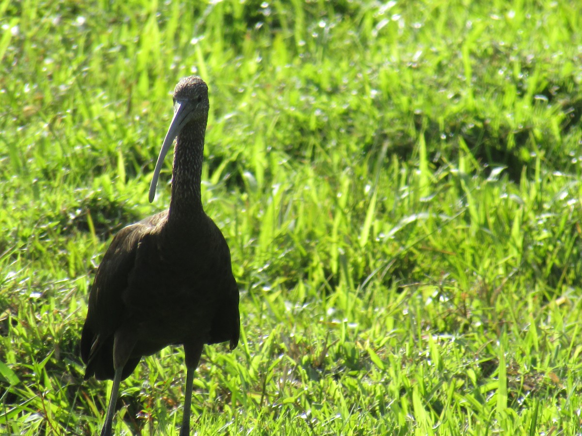 Glossy Ibis - ML412948581