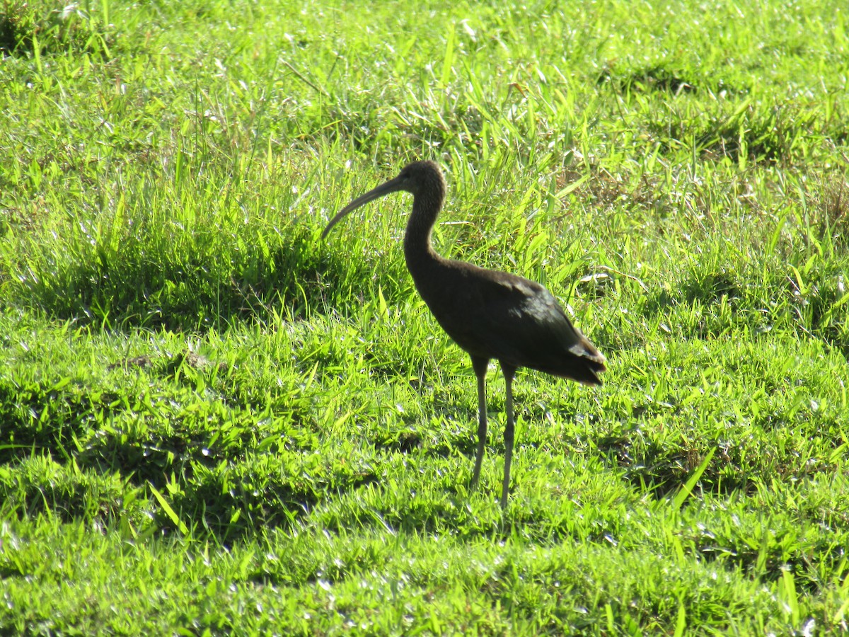 Glossy Ibis - ML412948591