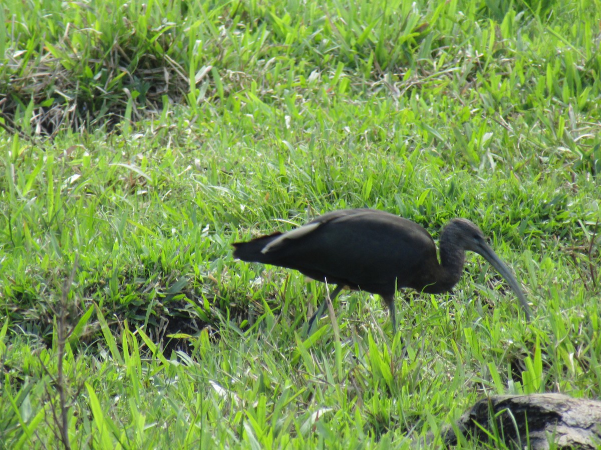 Glossy Ibis - ML412948631