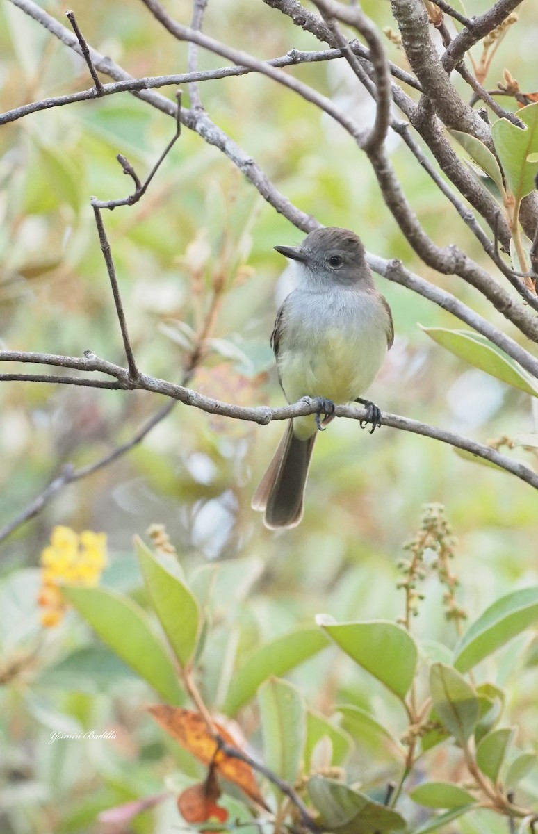 Panama Flycatcher - ML412949241