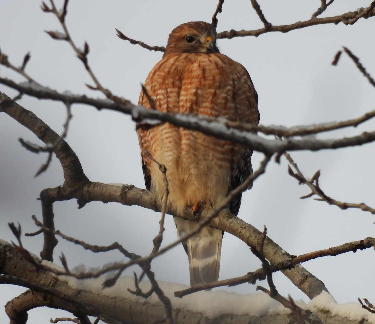 Red-shouldered Hawk - ML412949411