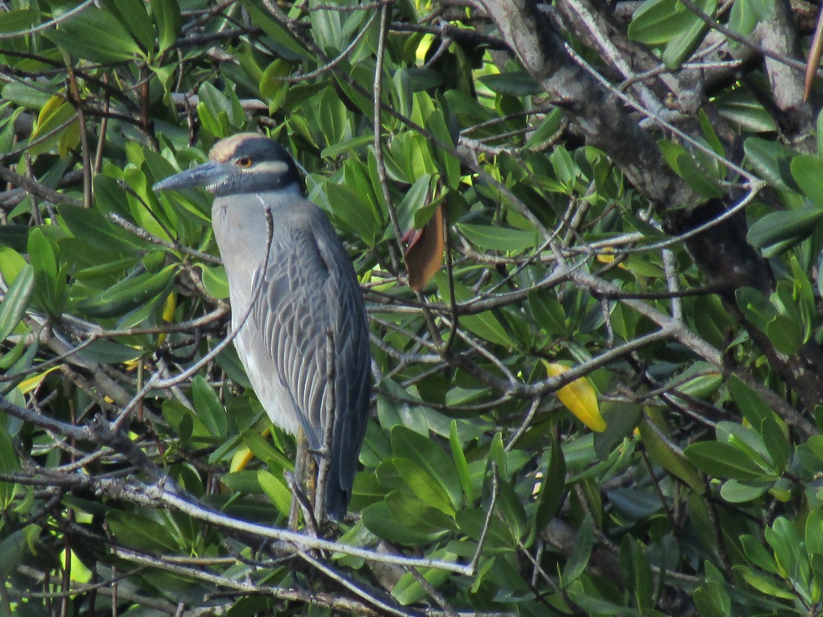 Yellow-crowned Night Heron - ML412950021