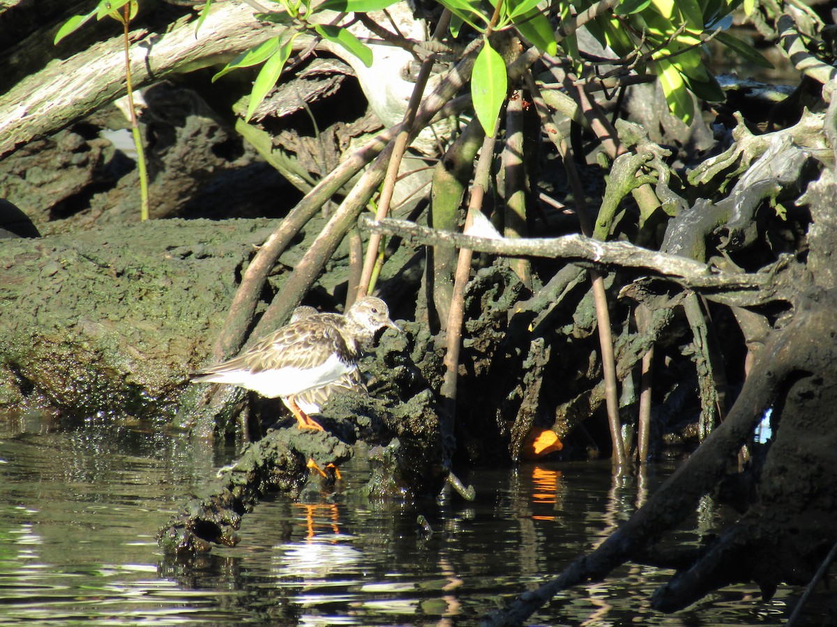 Ruddy Turnstone - ML412950201