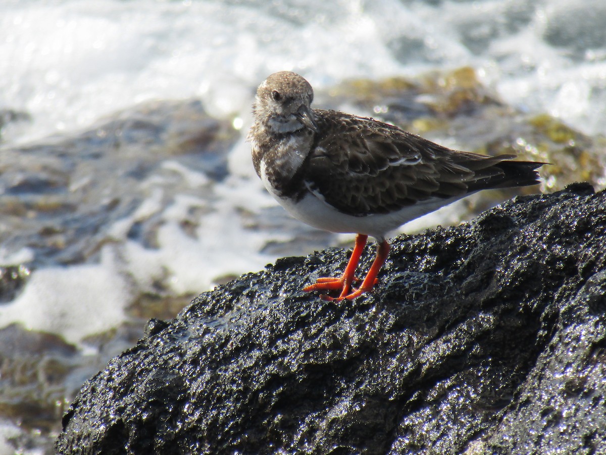 Ruddy Turnstone - ML412950571