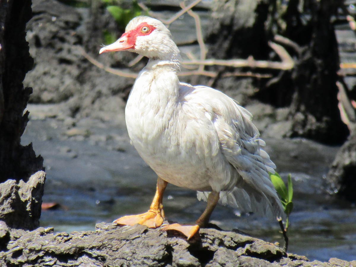 Muscovy Duck (Domestic type) - ML412950931