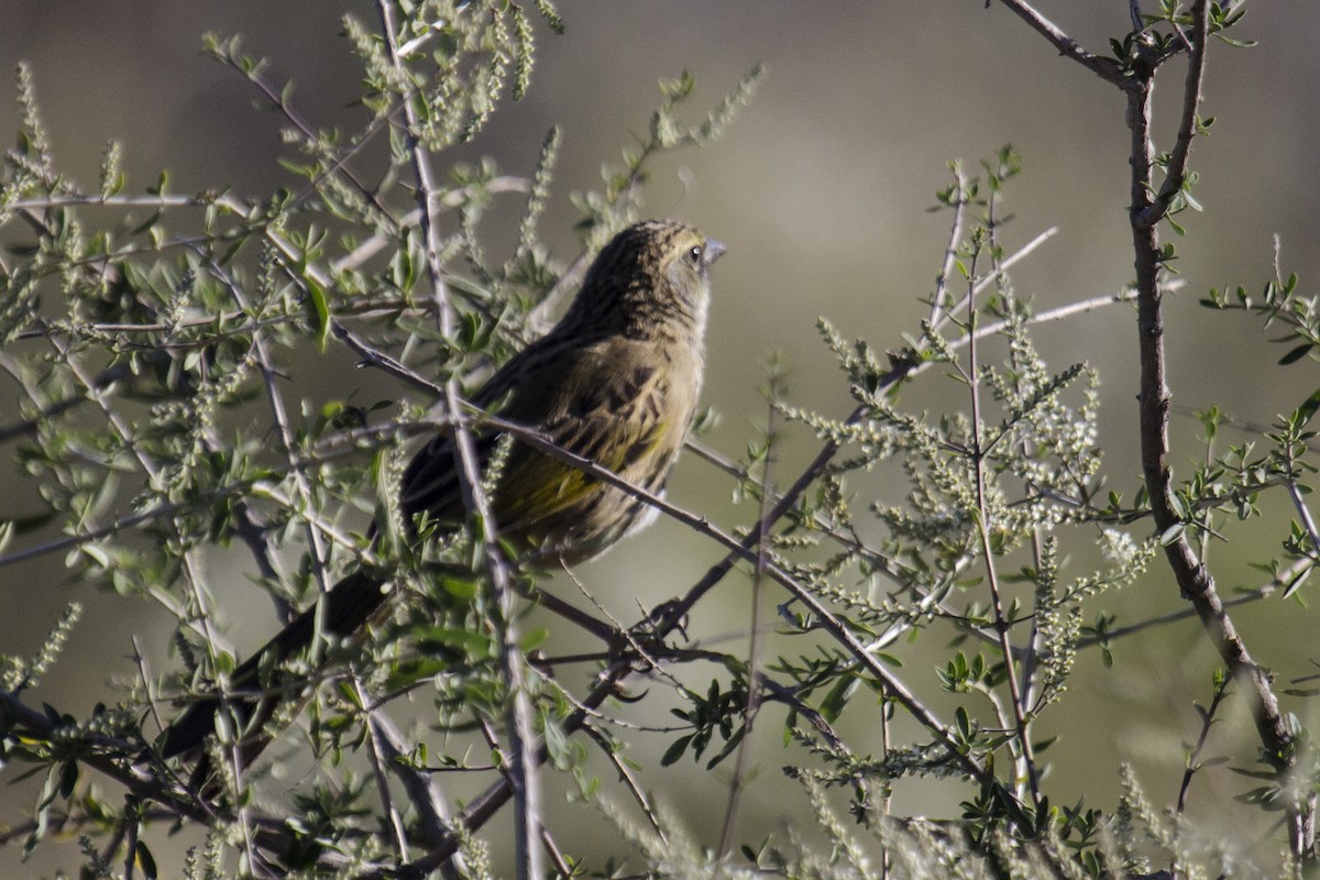 Great Pampa-Finch - ML412954901