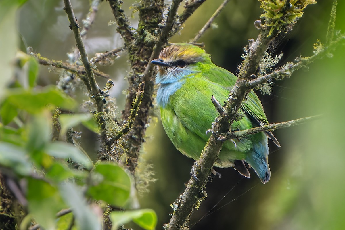 Grauer's Broadbill - David Pavlik
