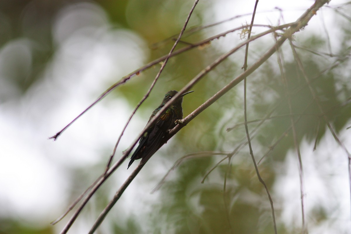 Fork-tailed Woodnymph - Richard Dunn