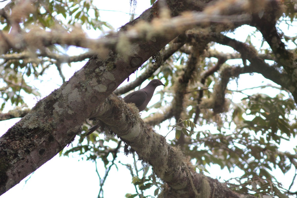 Plumbeous Pigeon - ML412956651