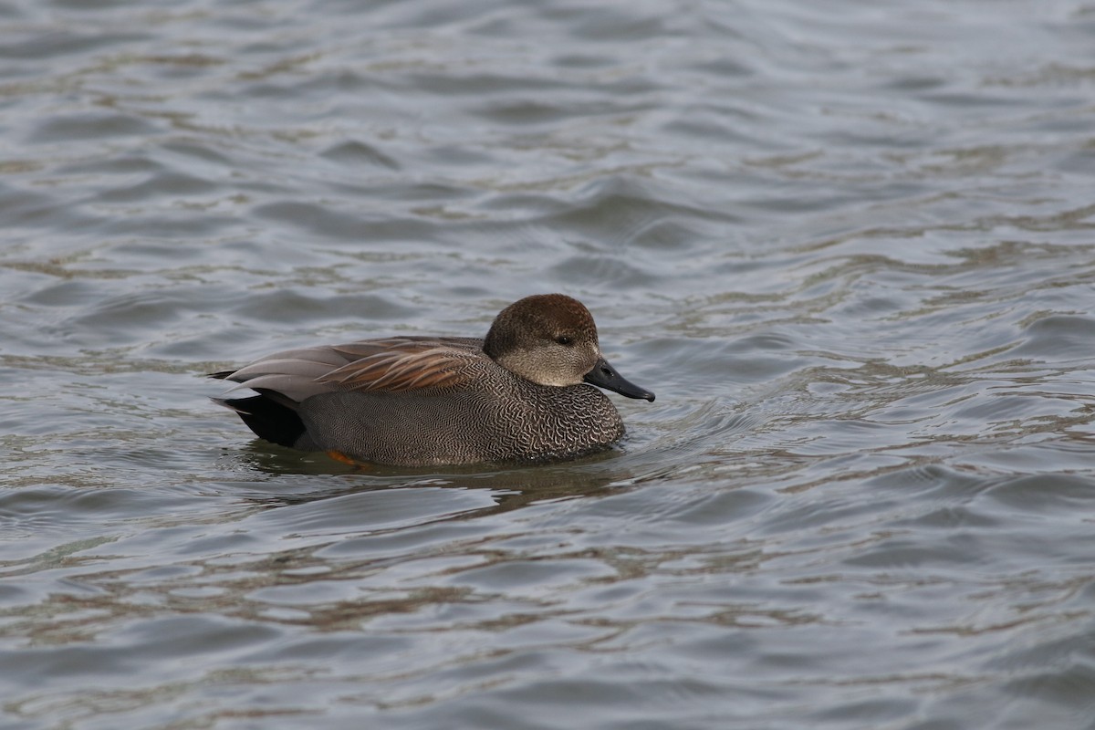 Canard chipeau - ML412957021