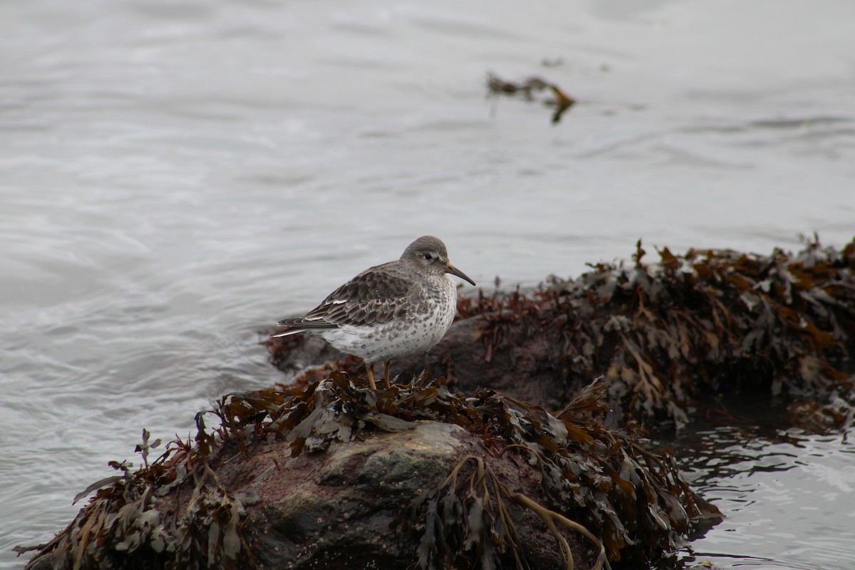 Rock Sandpiper - Jake Richter