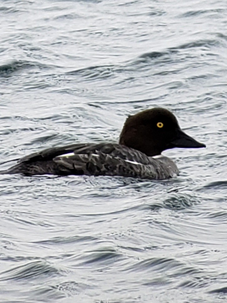 Common Goldeneye - ML412957741