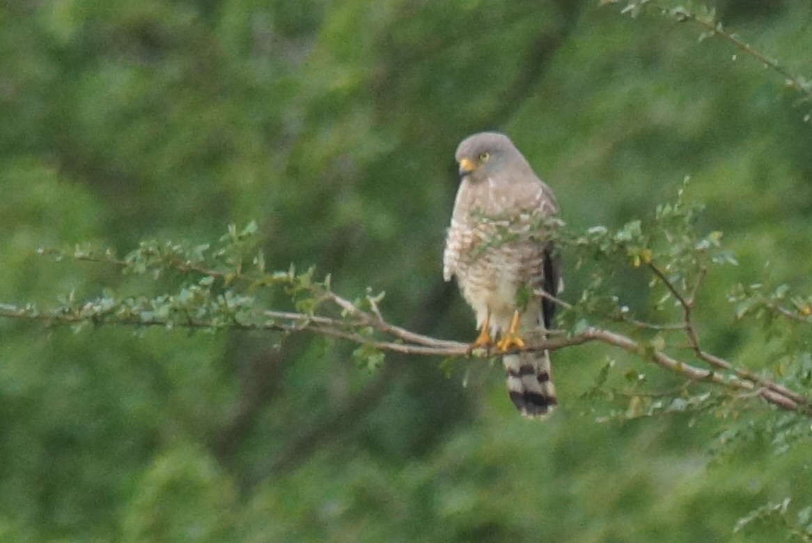 Roadside Hawk - ML412958121