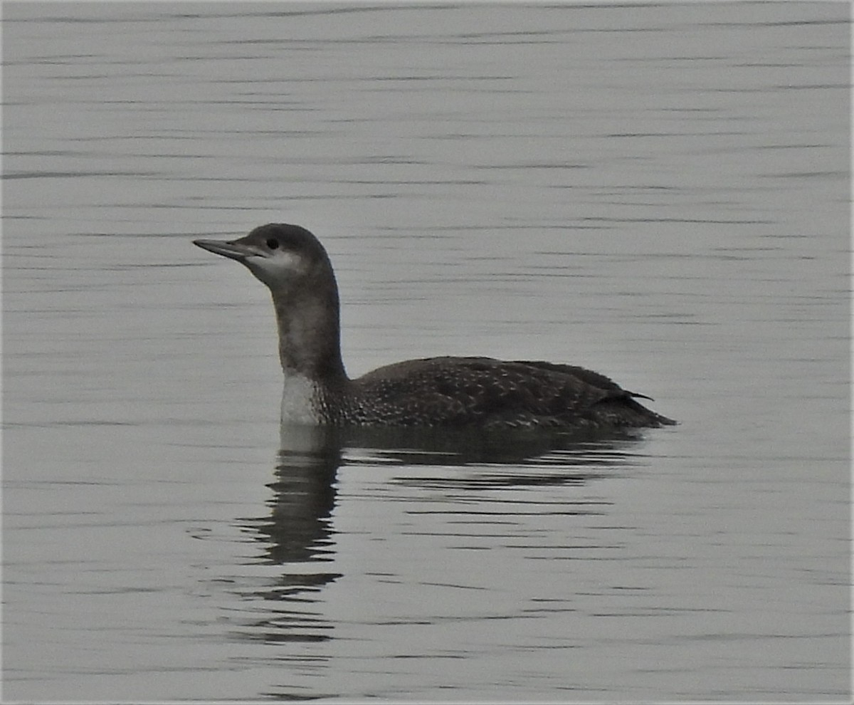 Red-throated Loon - Rick Bennett