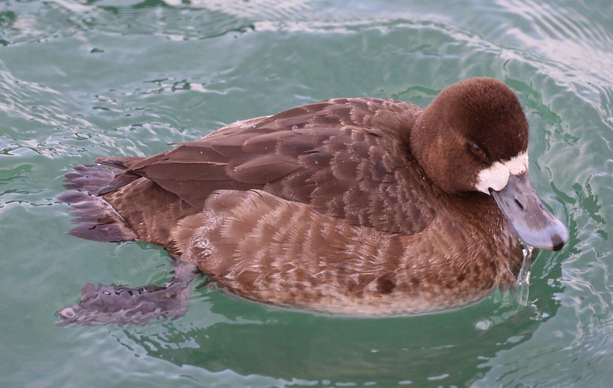 Lesser Scaup - ML412960621