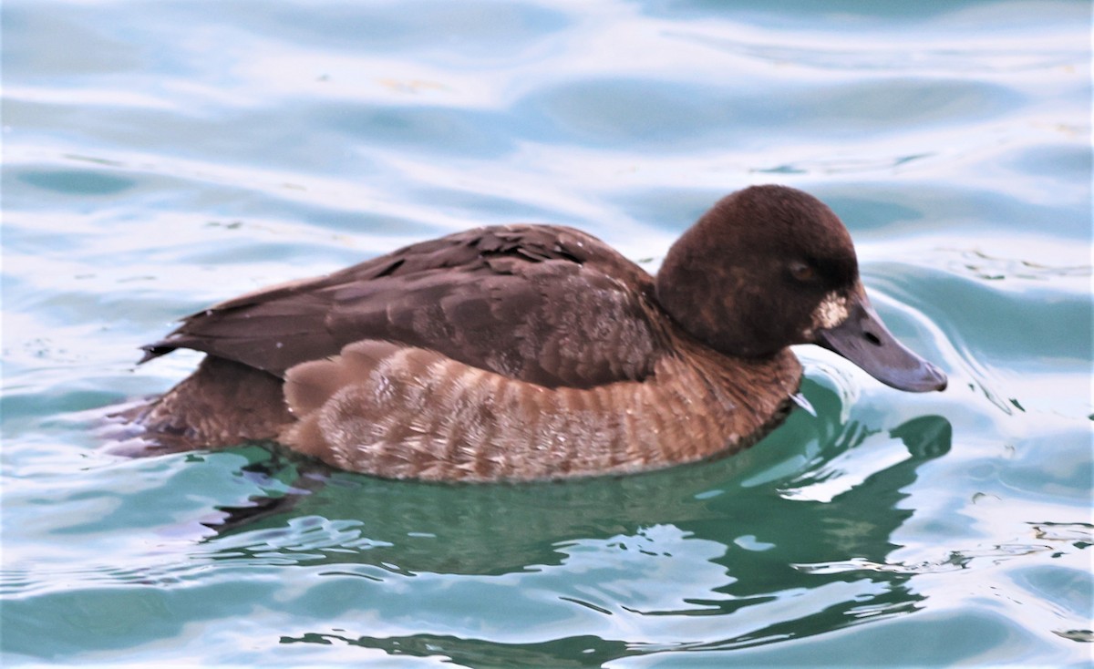 Lesser Scaup - ML412960701