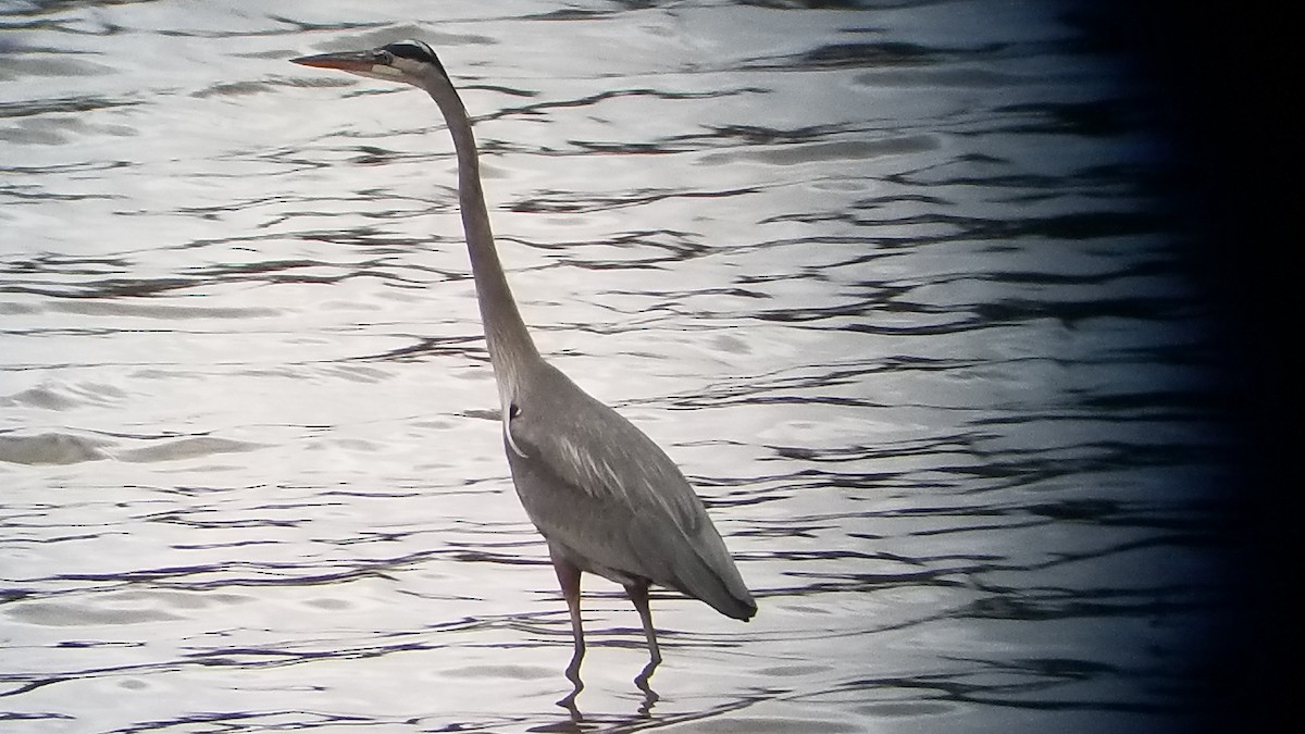 Great Blue Heron - Jeremy Wrenn