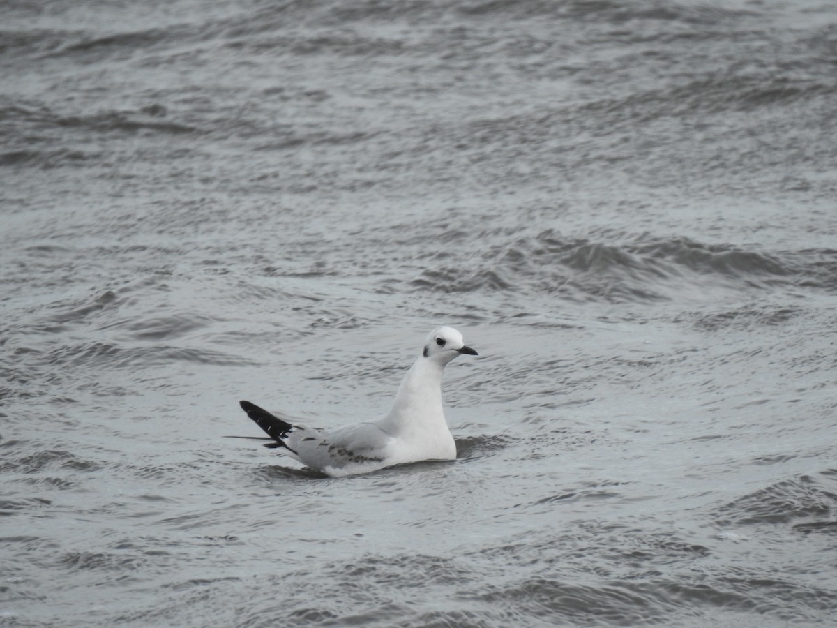 Bonaparte's Gull - ML412964831