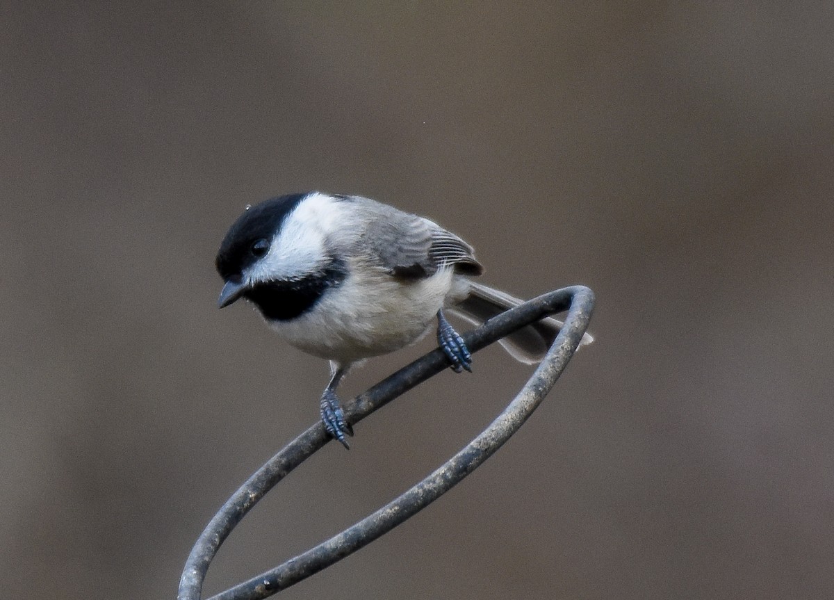 Carolina Chickadee - ML412965871