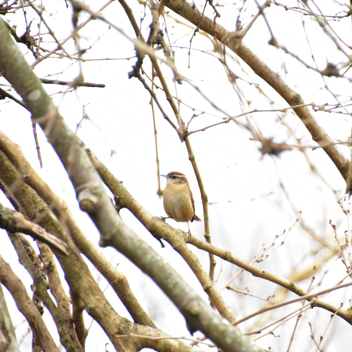 Carolina Wren - ML412967291