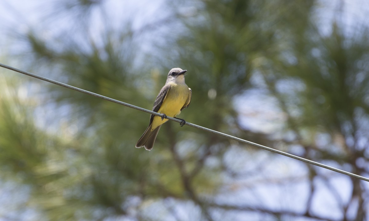 Tropical Kingbird - ML412972491