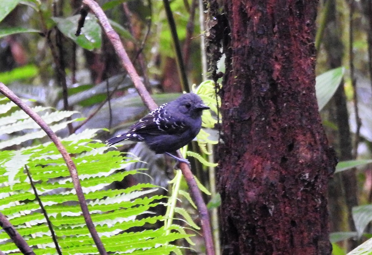 Common Scale-backed Antbird - ML412973961