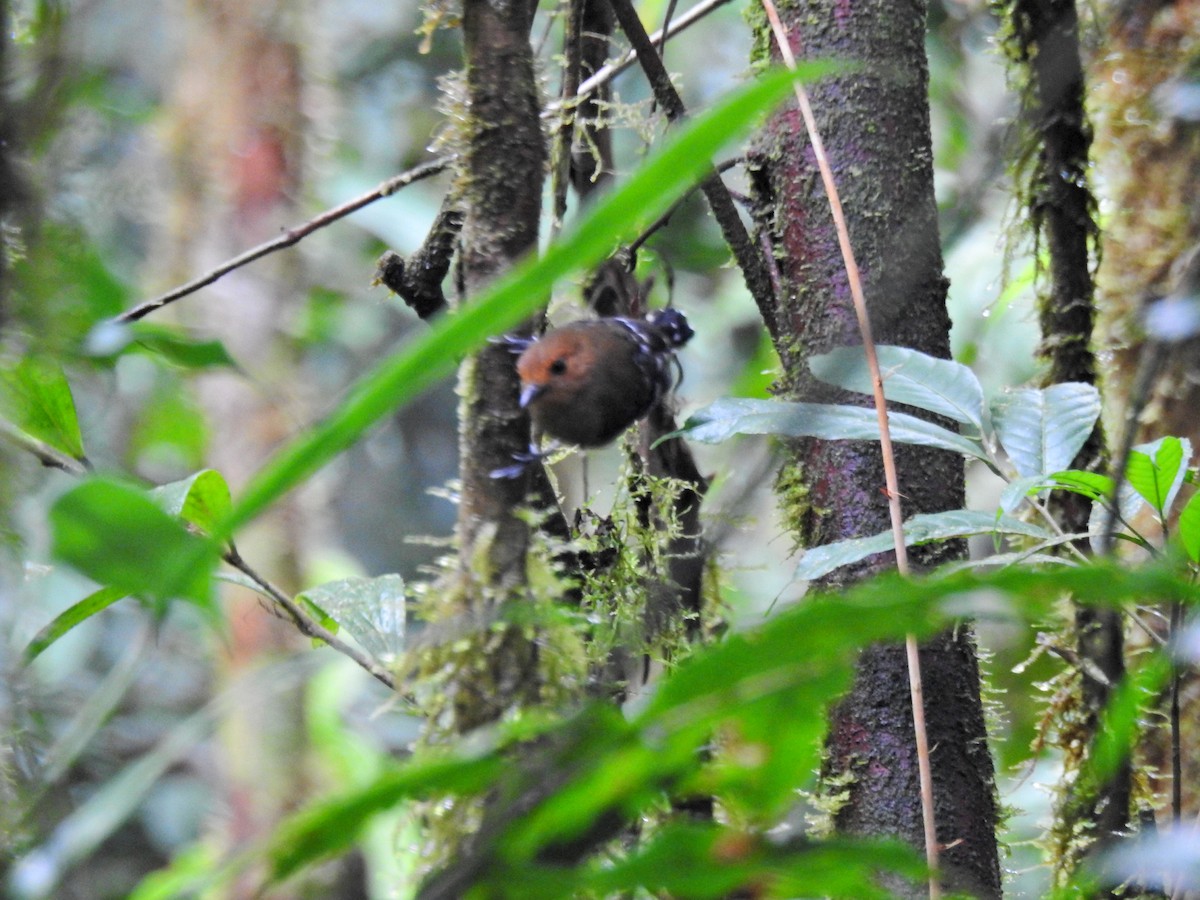 Common Scale-backed Antbird - ML412974141