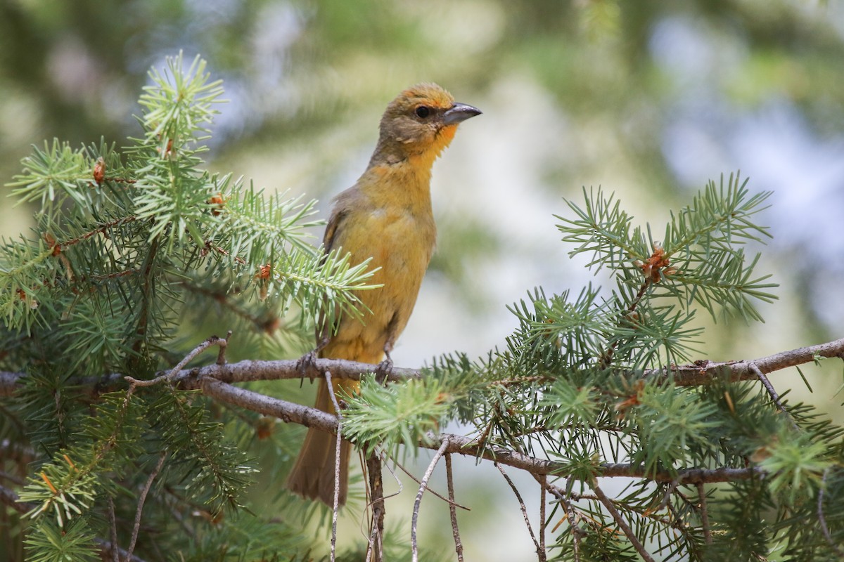 Hepatic Tanager - Evan Buck