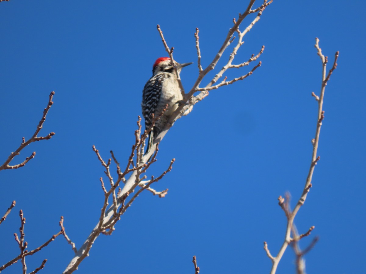 Ladder-backed Woodpecker - Suzi Holt