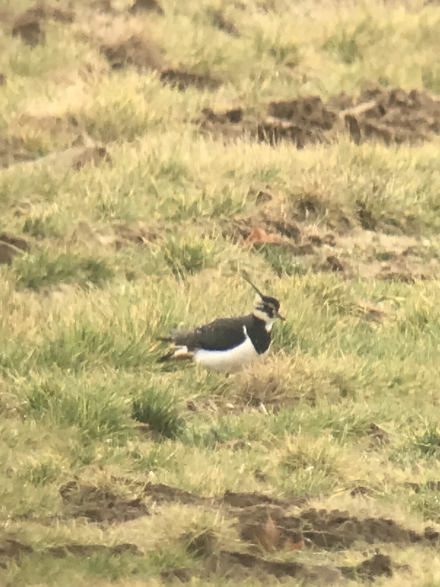 Northern Lapwing - ML412979261