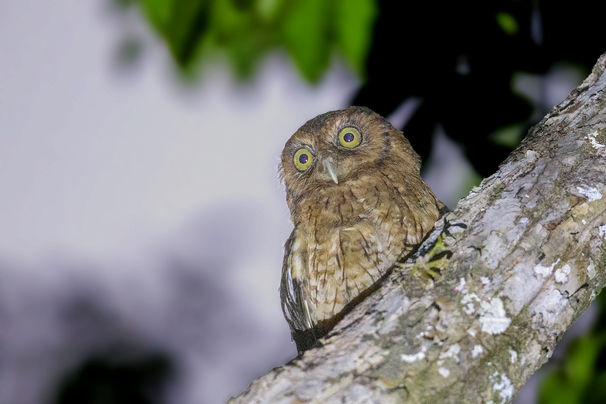 Black-capped Screech-Owl - ML412979671